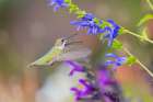 Ruby-throated hummingbird at blue ensign salvia Art Print